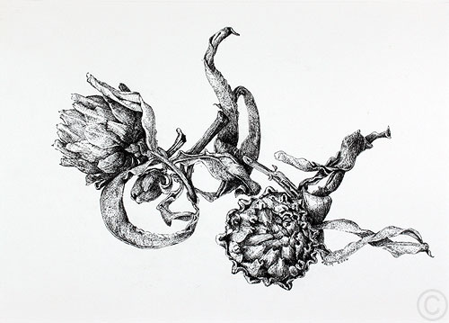 Artichokes - drawing  by Ruth deMonchaux