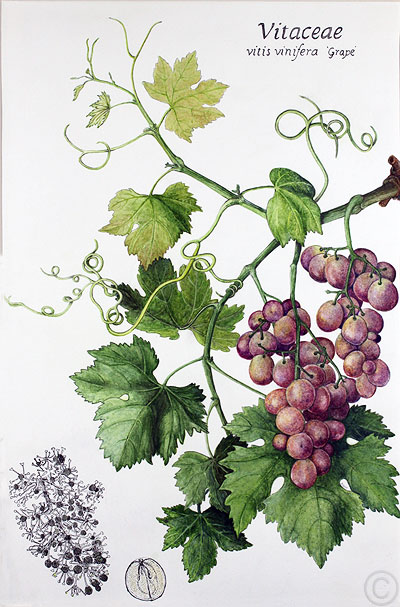 Grapes - watercolour by Ruth de Monchaux