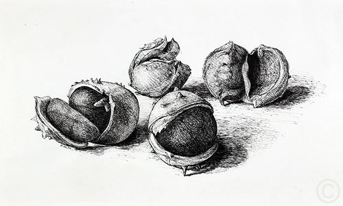 Chesnuts - drawing  by Ruth deMonchaux