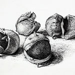 Chesnuts drawing  by Ruth deMonchaux