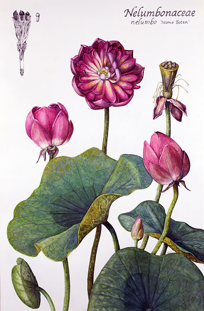 Lotus - watercolour by Ruth deMonchaux