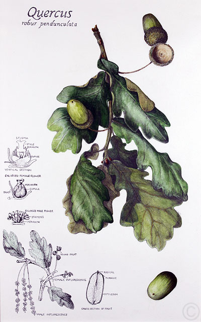 Oak - watercolour by Ruth de Monchaux