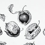 Physalis drawing by Ruth deMonchaux