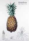 Pineapple by Ruth deMonchaux