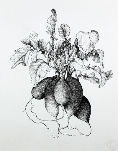 Radishes - drawing  by Ruth deMonchaux