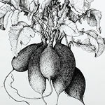 Radishes drawing by Ruth deMonchaux