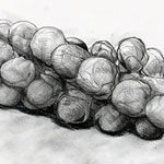 Brussel Sprouts drawing by Ruth deMonchaux