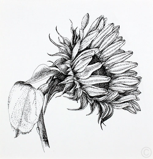 Sunflower - drawing  by Ruth deMonchaux