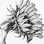 Sunflower drawing by Ruth deMonchaux